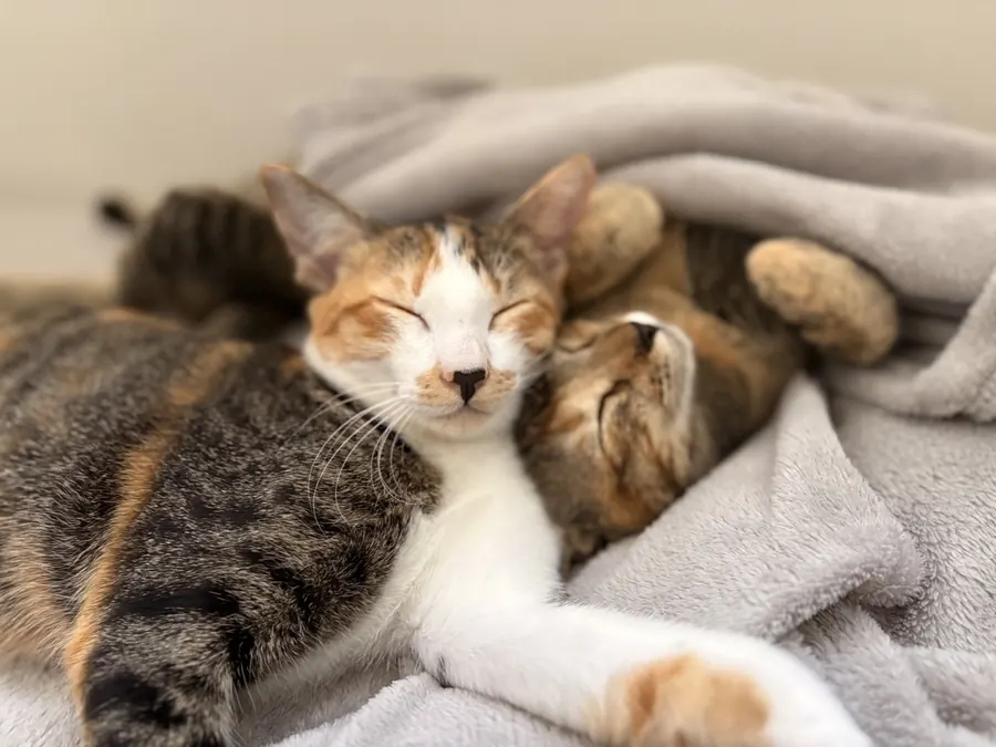 Latte and Mocha asleep side by side under a blanket