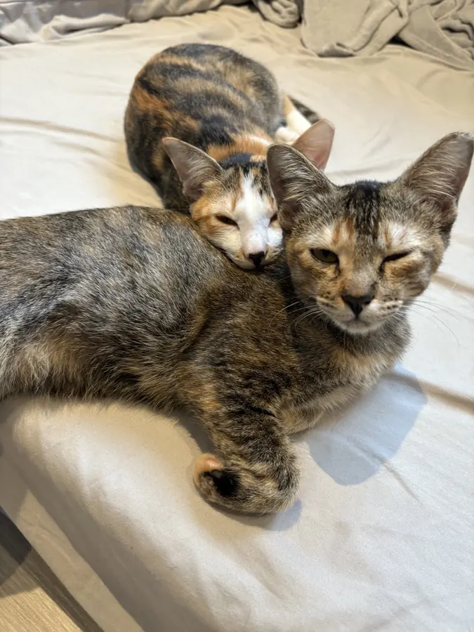 Latte and Mocha resting together on the bed