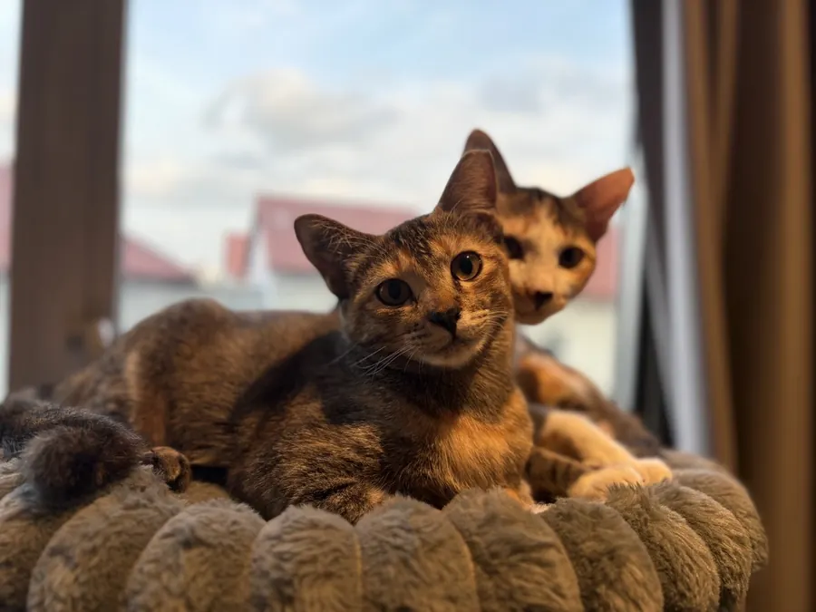 Latte and Mocha in their window basket at sunset