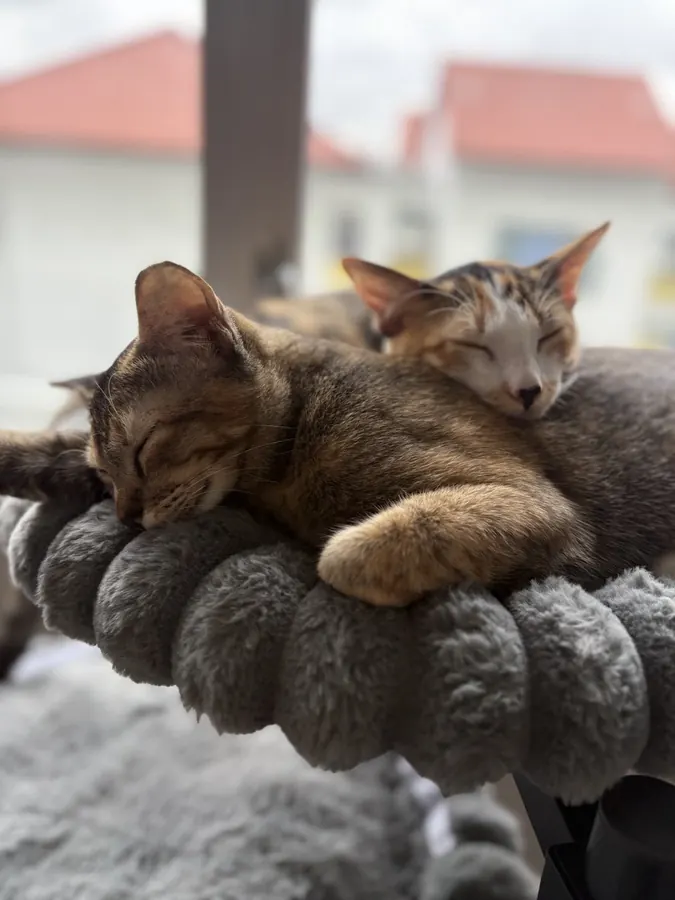 Latte and Mocha asleep on their window perch