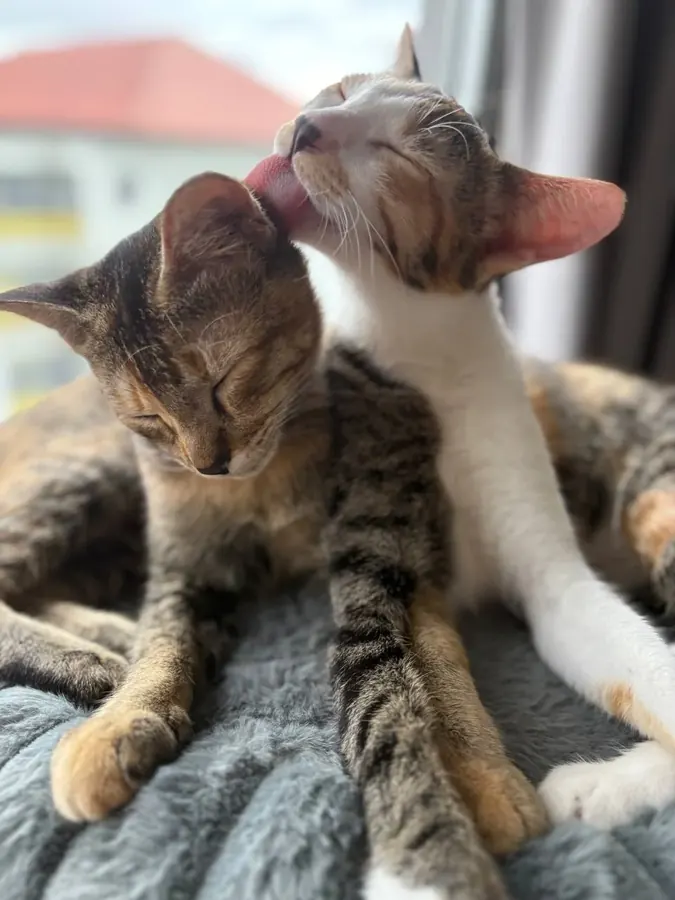 Latte grooming Mocha while they rest together