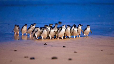 Melbourne: Phillip Island