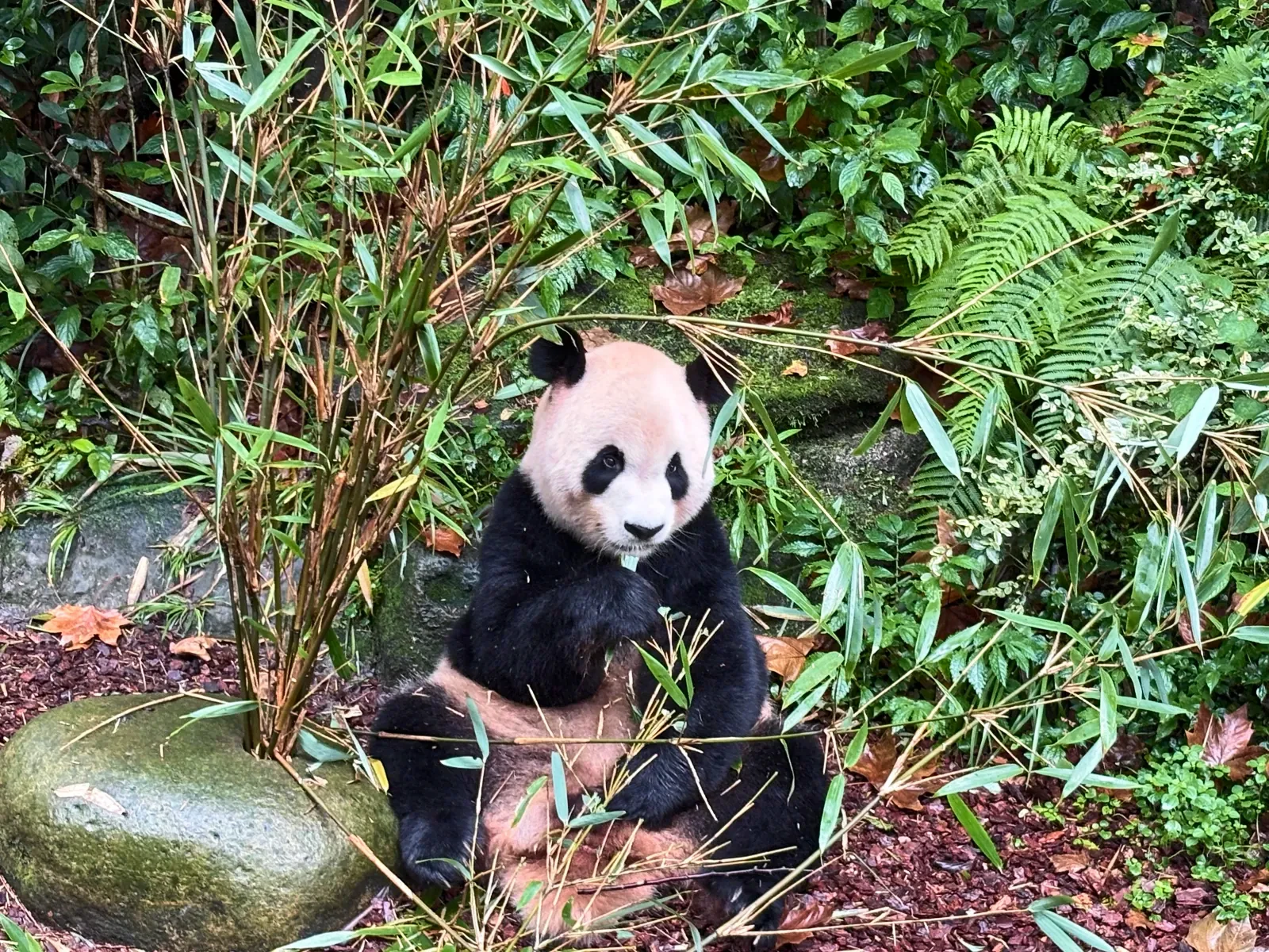 Giant panda sitting among wet bamboo at Dujiangyan Panda Base