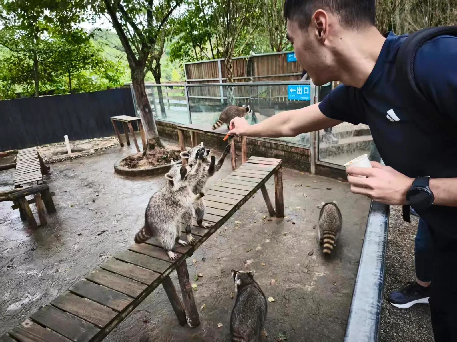Man feeding a group of raccoons gathered on a wooden ramp