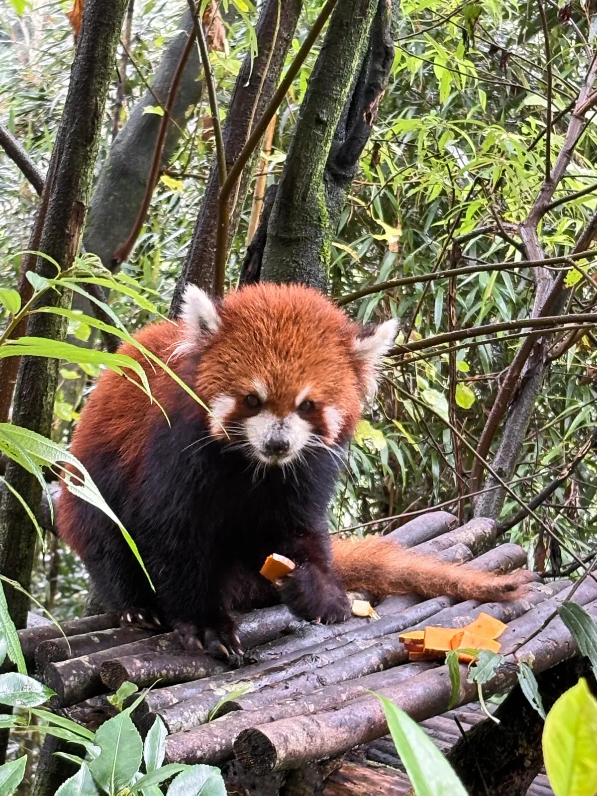 Red panda eating on a log platform among bamboo at the panda base