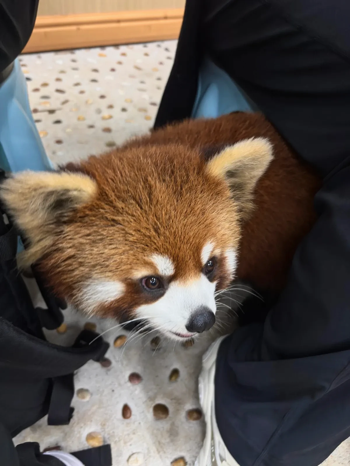 Red panda leaning against a visitor at close range