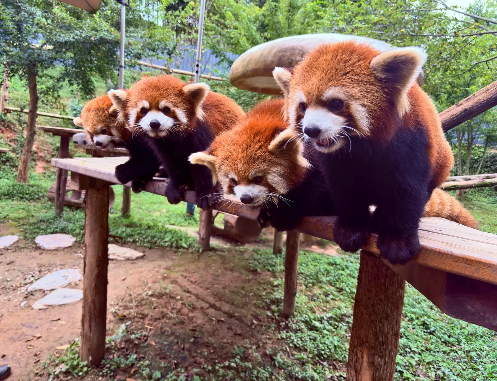 Four red pandas leaning over a wooden rail