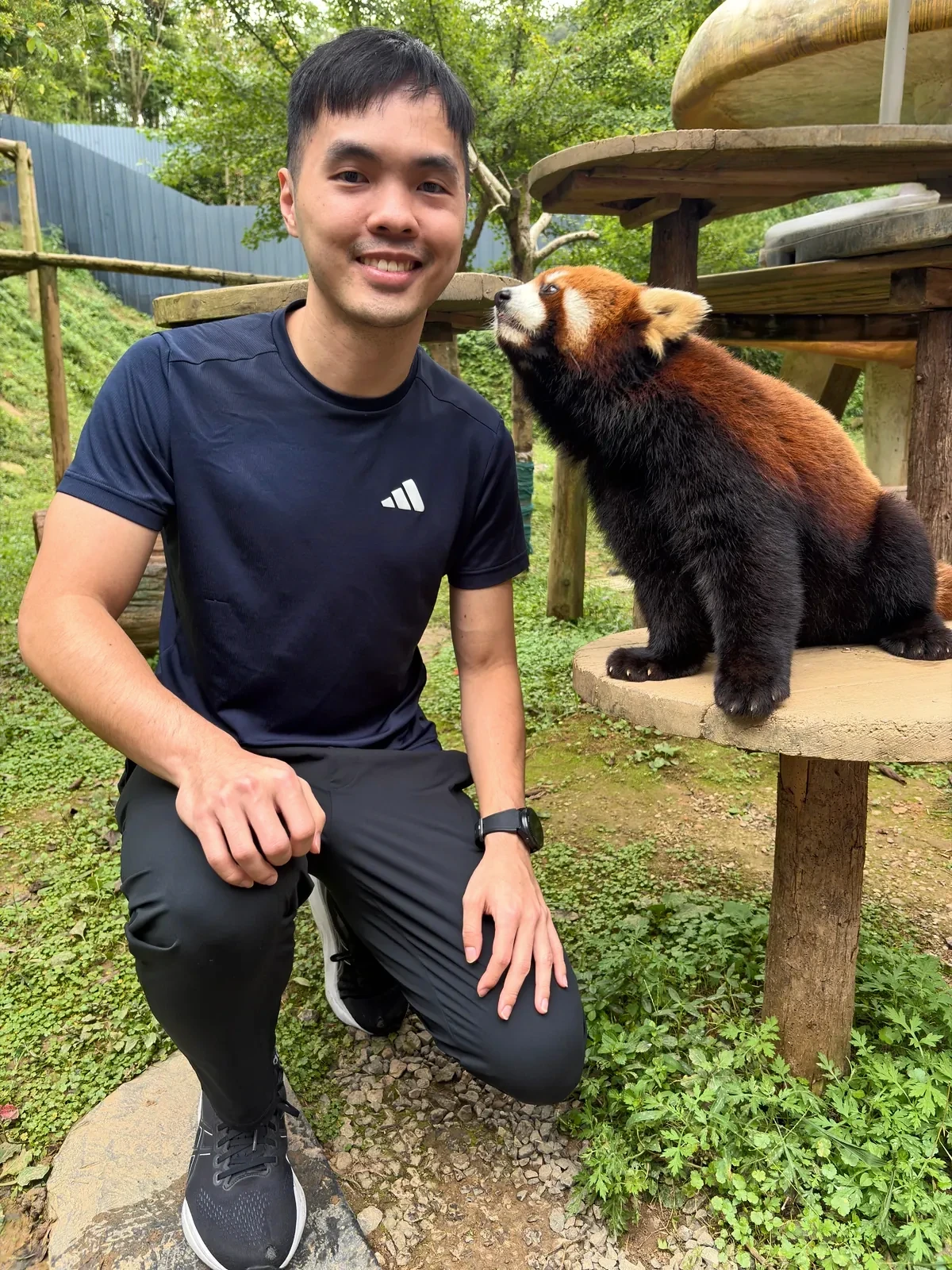 Man kneeling beside a red panda on a feeding platform