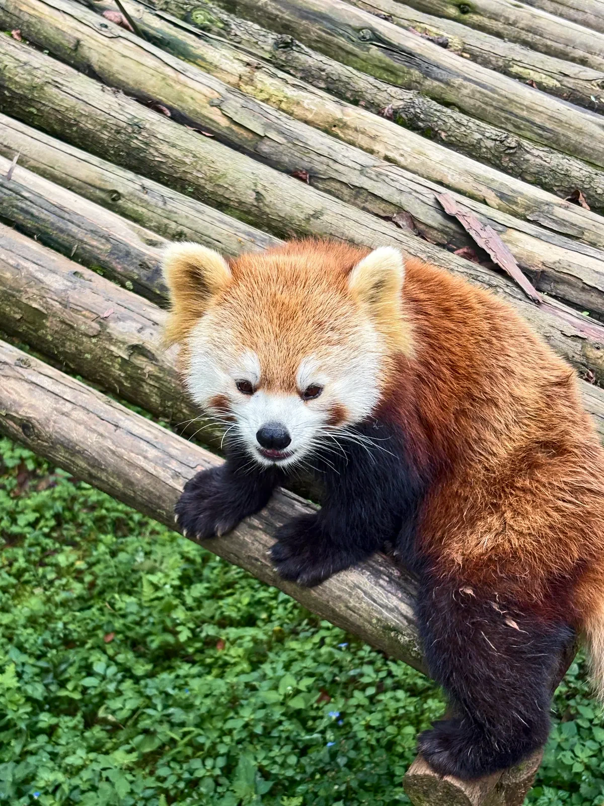 Red panda climbing over a log pile and looking straight at the camera
