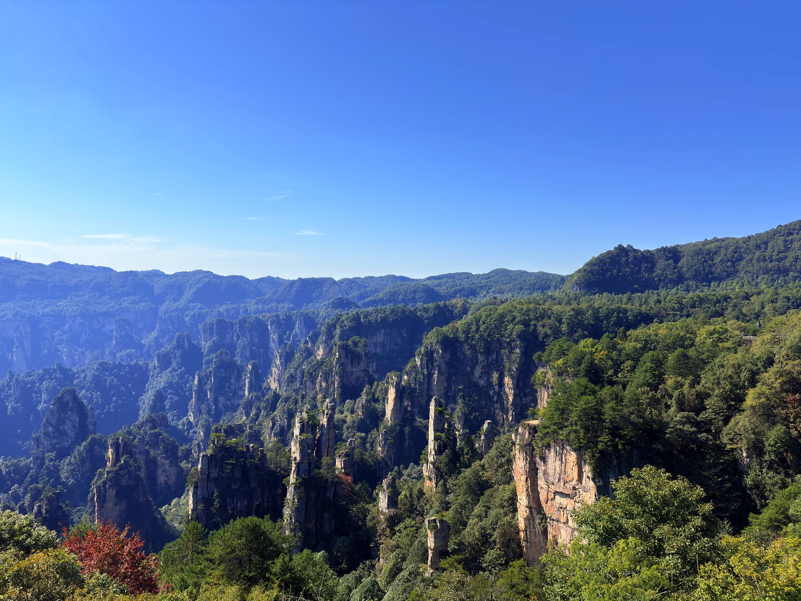 Sandstone pillars and green ridges at Tianzi Mountain, with red autumn leaves in the foreground
