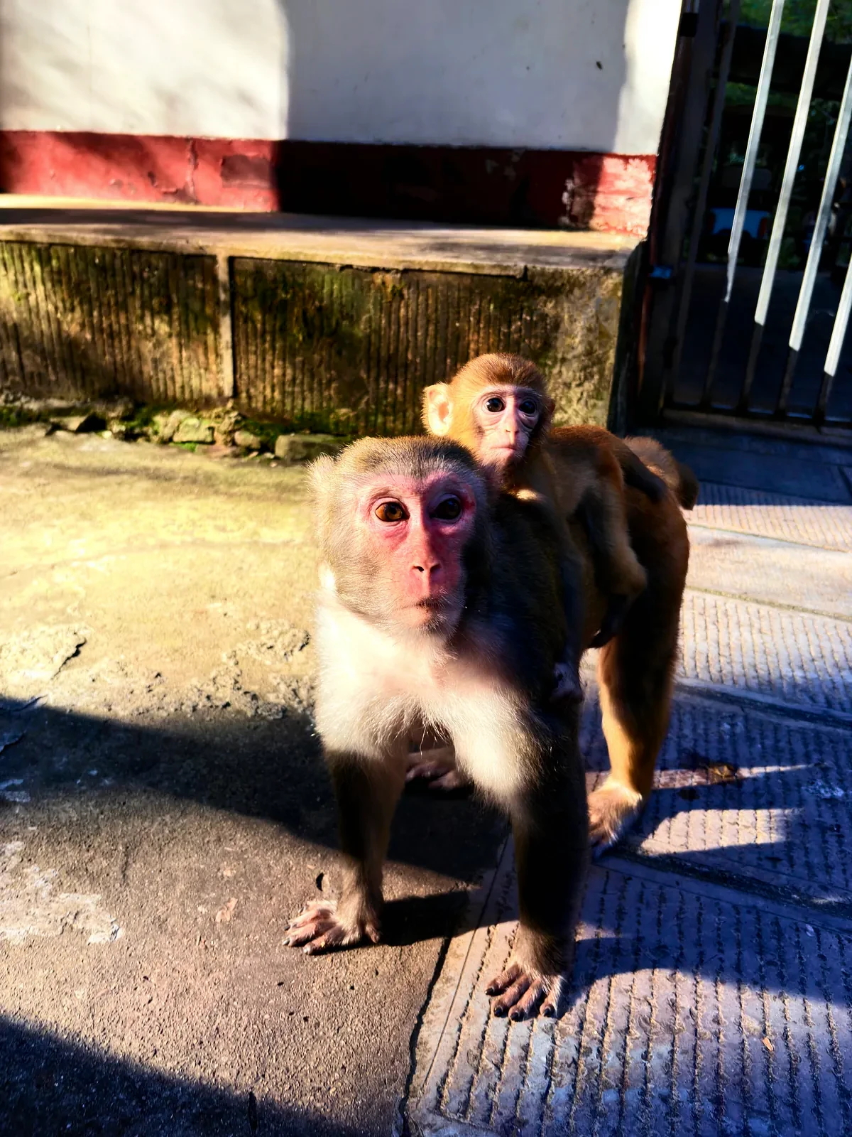 Wild macaque carrying her baby on her back along a paved mountain path