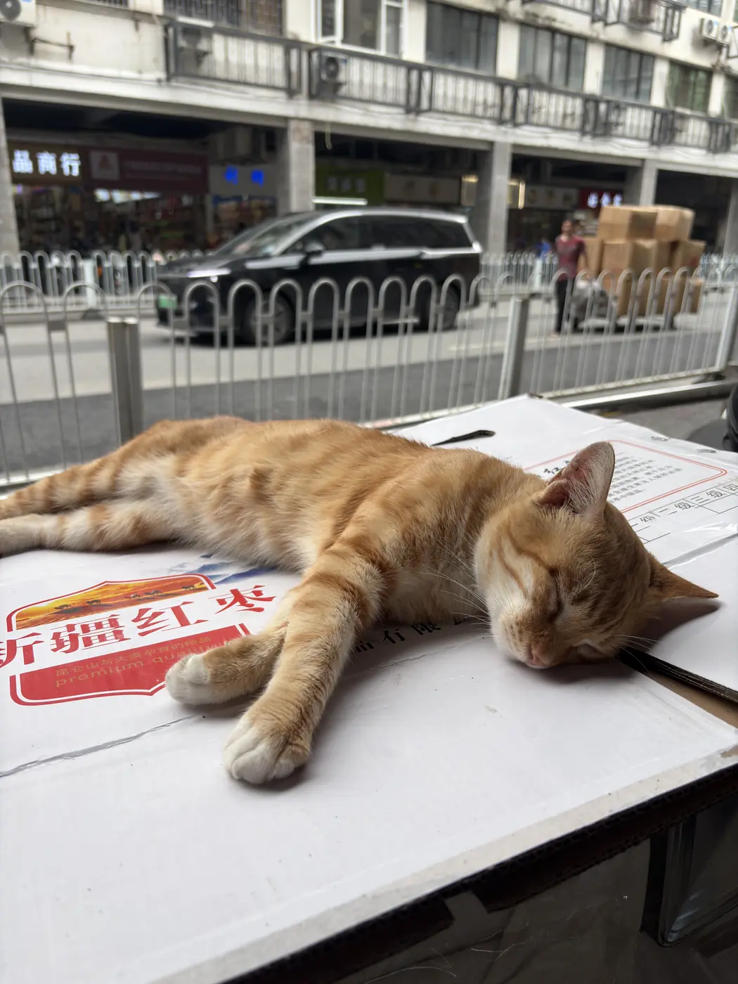 Orange cat resting at an outdoor table in Guangzhou