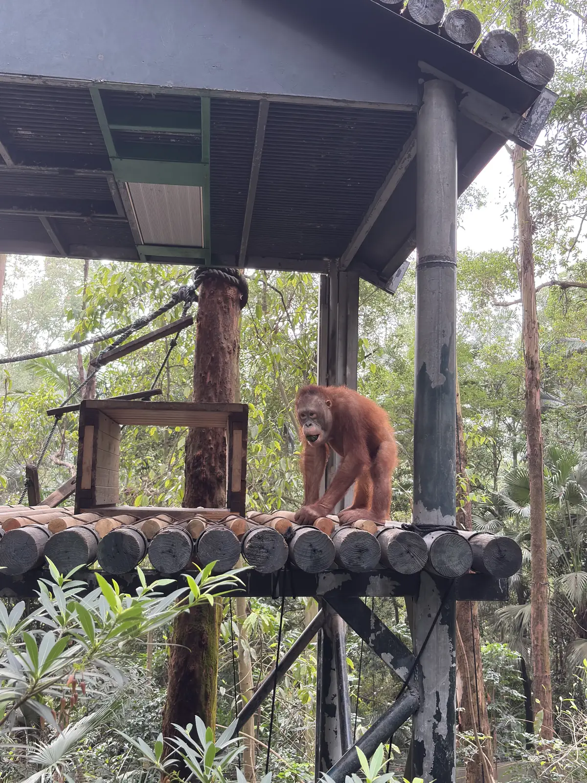 Monkey sitting on a wooden platform at Chimelong Safari Park