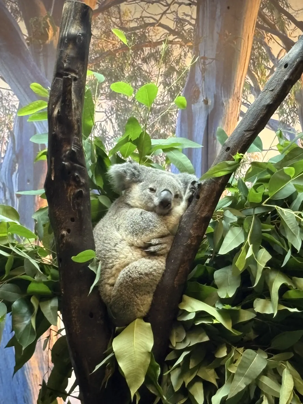Koala resting in a tree at Chimelong Safari Park