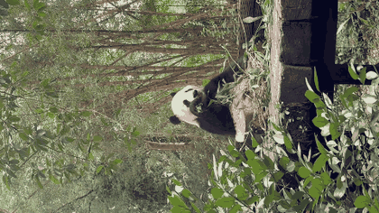 Giant panda walking through bamboo at Chimelong Safari Park