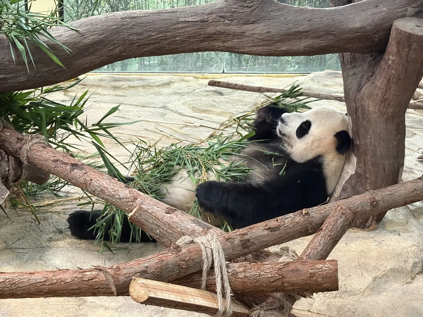 Giant panda eating bamboo at Chimelong Safari Park