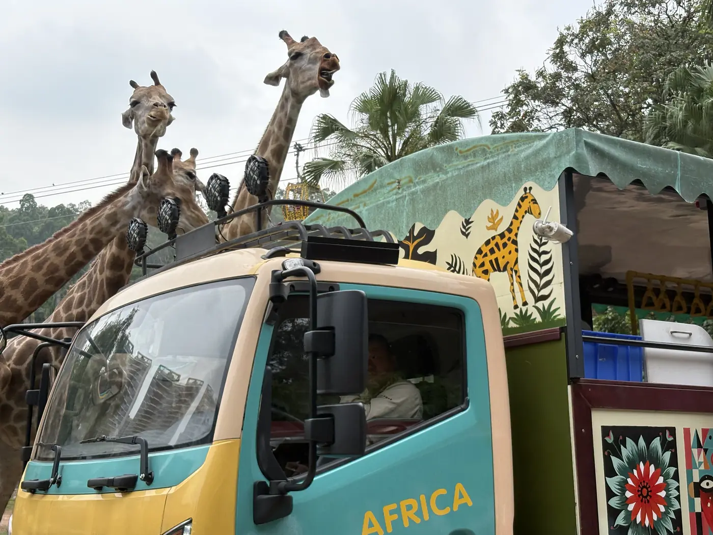 Giraffes looking over a safari truck at Chimelong