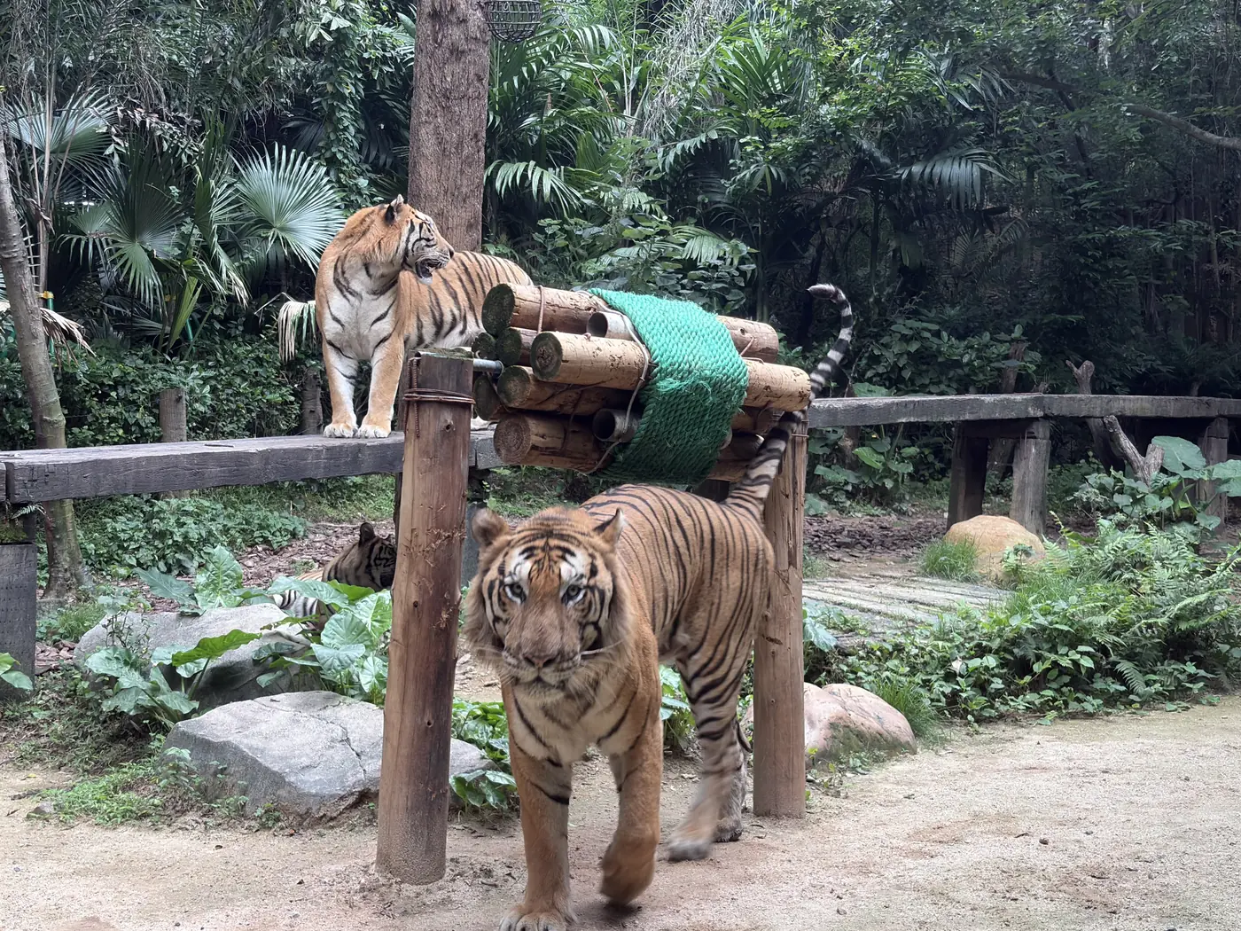 Two tigers in a forested enclosure at Chimelong Safari Park