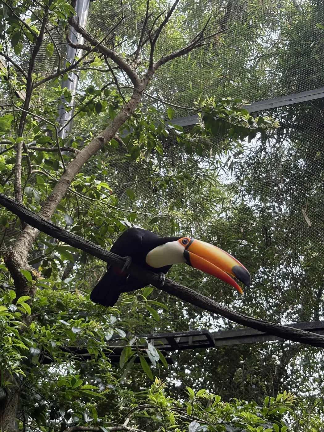 Toucan perched on a branch at Chimelong Safari Park