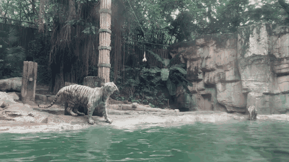White tiger walking beside the water at Chimelong Safari Park