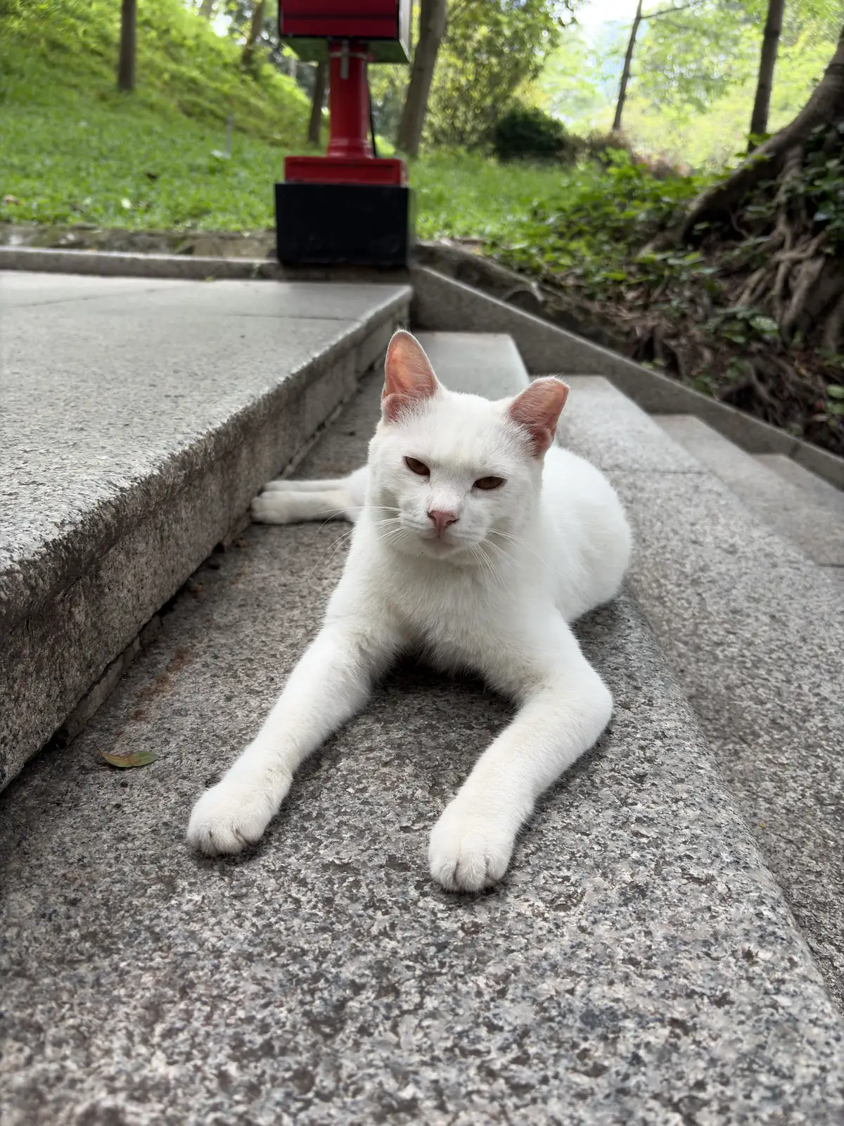 White cat resting beside a path in Yuexiu Park